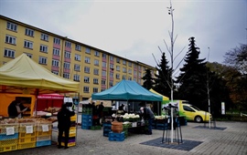 Kubánské náměstí zdobí 8 nových platanů