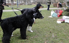 V Heroldových sadech proběhne sbírka pro psy a kočky z útulků