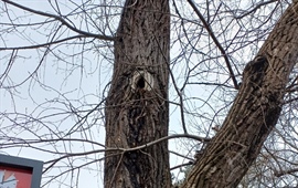 Ve Vršovicích se budou kácet stromy ve špatném stavu