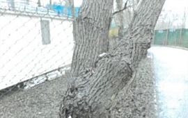 Kácení dvou vzrostlých vrb v ulici K Vodě