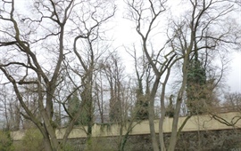 Kácení dřevin ve Strašnicích