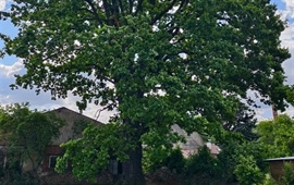 Desítka zachraňuje památný strom v Záběhlicích