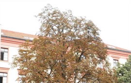 Ochrana kaštanů v Praze 10 – klíněnka jírovcová