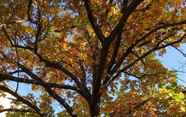 Dendrologická vycházka k Mezinárodnímu dni stromů