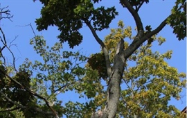 Kácení stromů ve špatném stavu